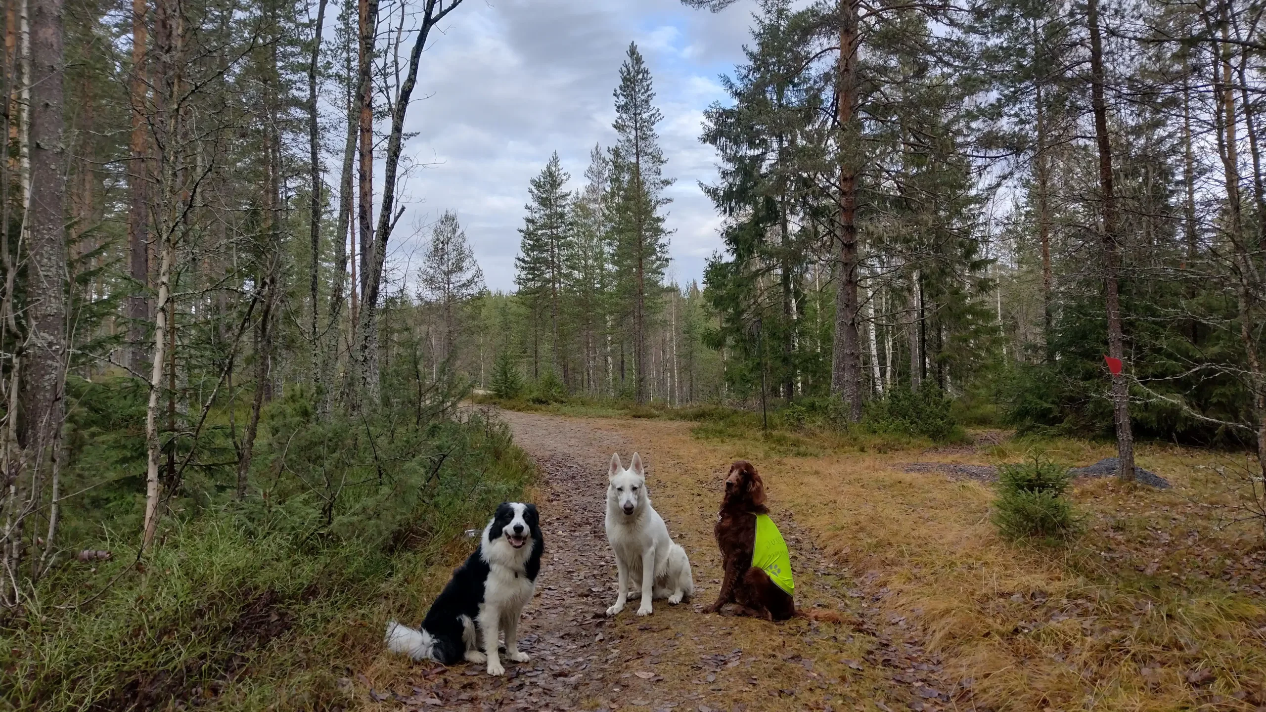 Jussi_Enso and Gordon